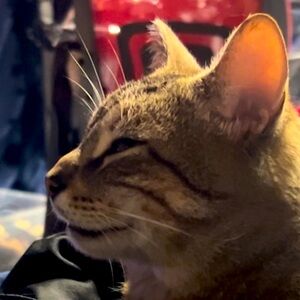 Meet your Posher, Jade